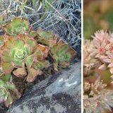 Aeonium volkeri, Igueste de S. Andres TF JLcoll.110.jpg